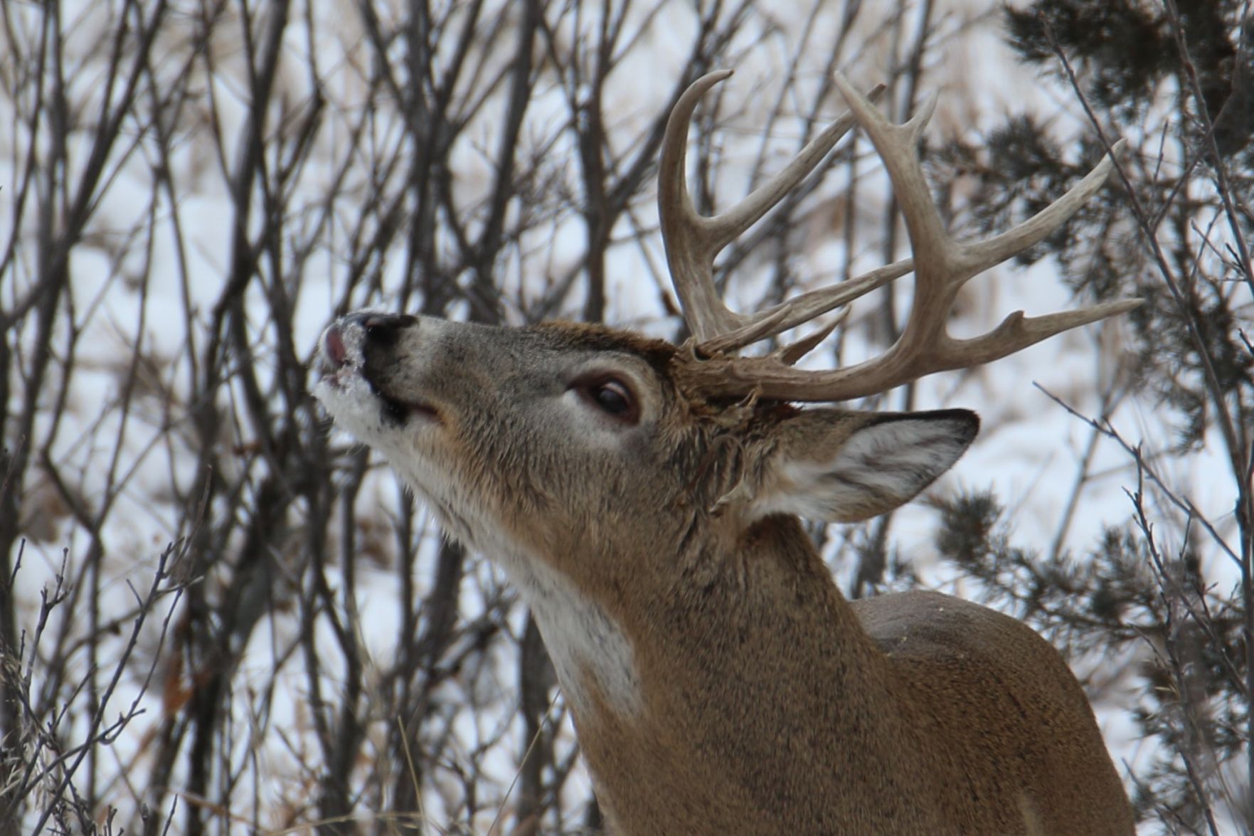 Whitetail Buck
